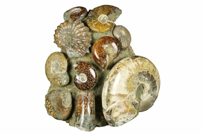 Tall, Composite Ammonite Fossil Display - Madagascar #175815